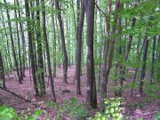 Celý svet je plný zázrakov, na ktoré sme si však tak zvykli, že ich nazývame všednými vecami. Hans Christian Andersen